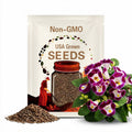 Torenia Kauai - Burgundy - 20 Pelleted Seeds - Wishbone Flower - Shade
